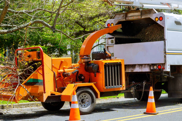 Professional Tree Removal and Landscaping Services in Franklinville, NC